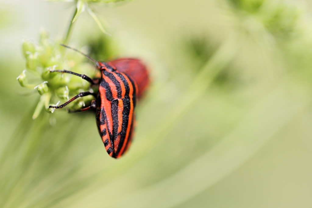 grasshopom lineatum