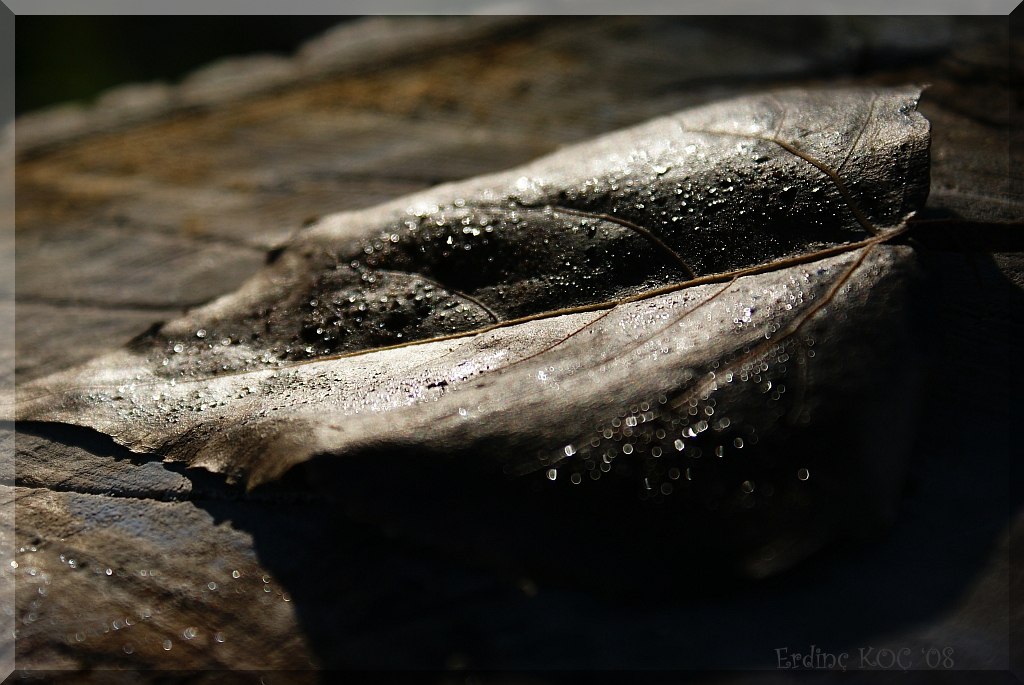 yapraklarn gne ve lm rengi...