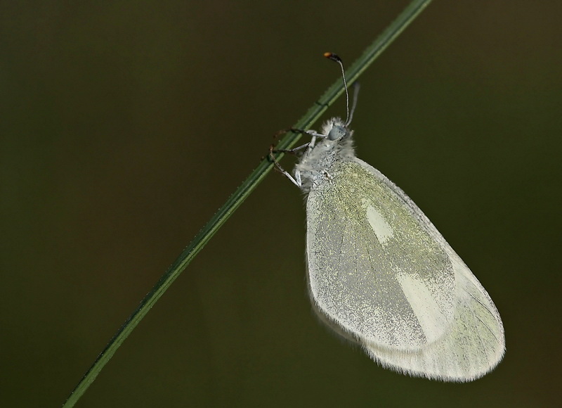 Do�ulu Narin Orman Beyaz�