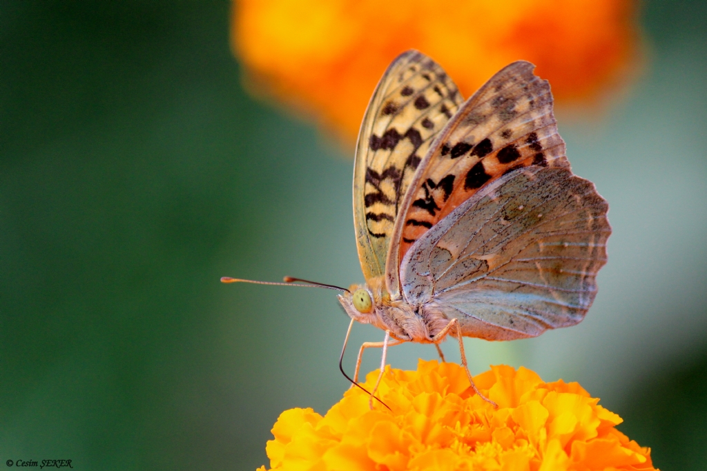 Sonbahar Biterken...
