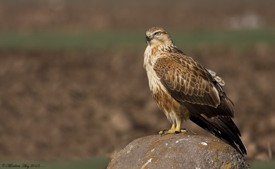 Kzl ahin Long-legged buzzard / Buteo rufinus