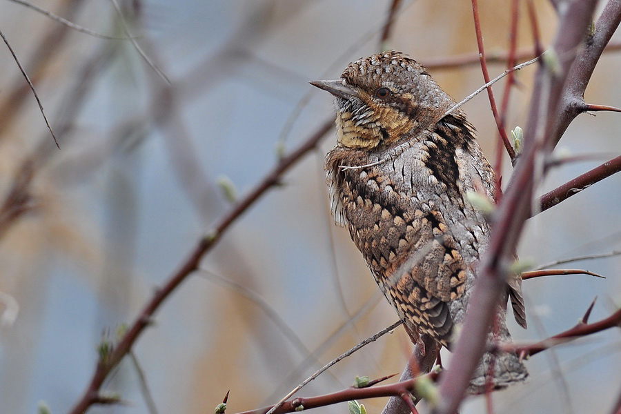 Boyuneviren / Jynx torquilla / Wryneck