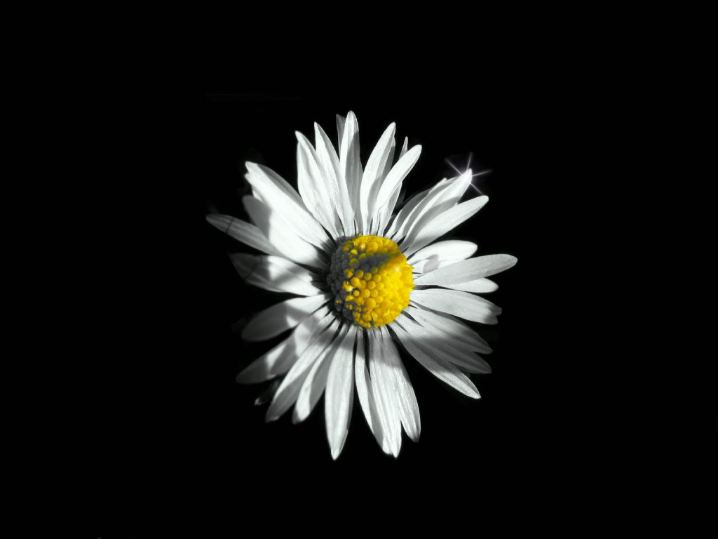 daisy..