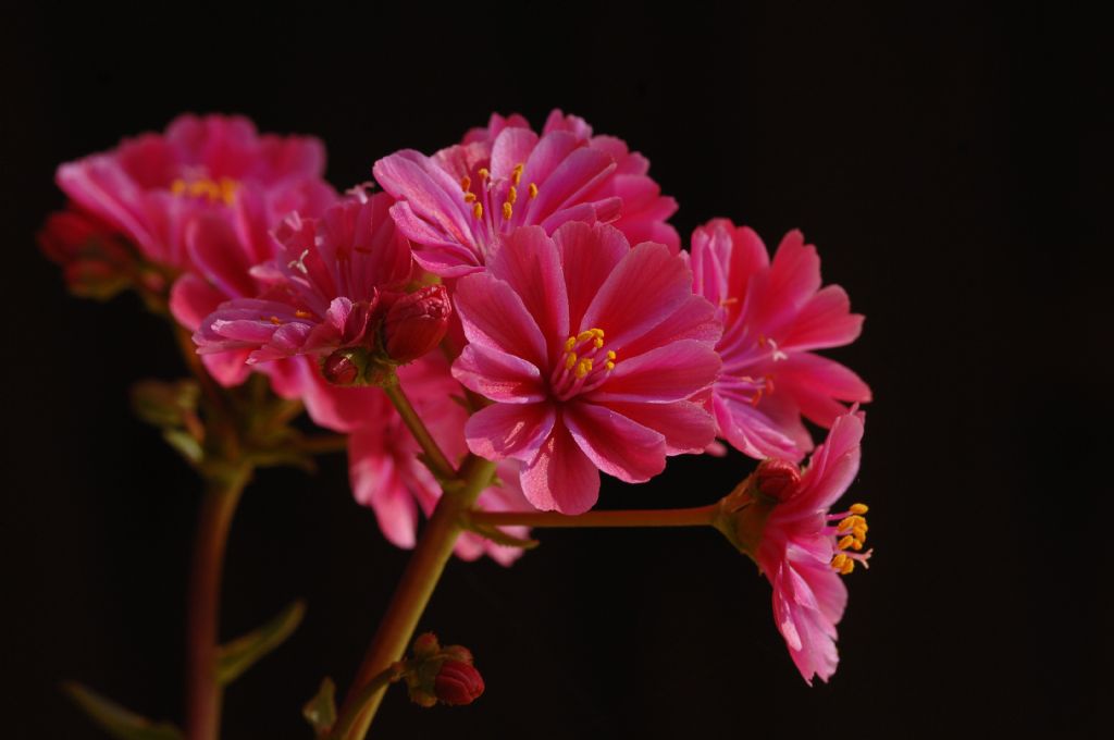 Lewisia coyledon