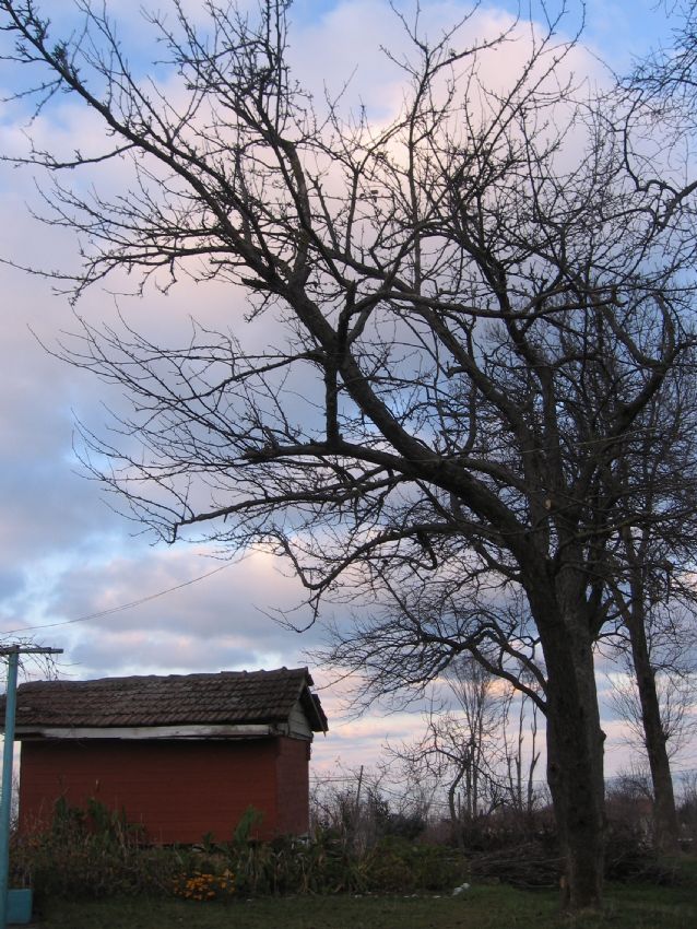 Bir Kul�be, Bir A�a�