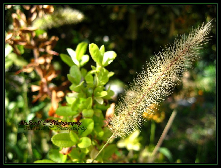 G�rmek istedi�im gibi.