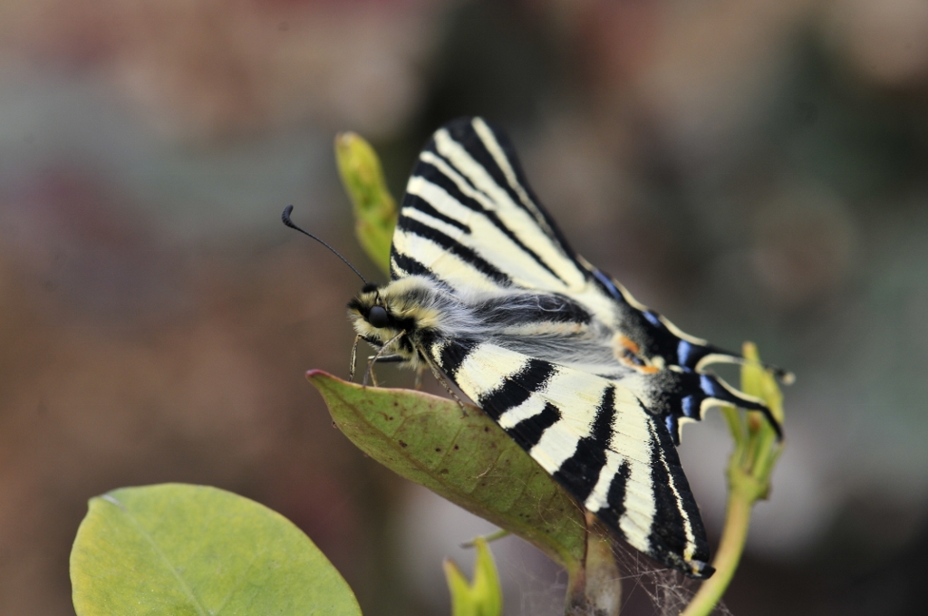 k�rlang�� kuyruk