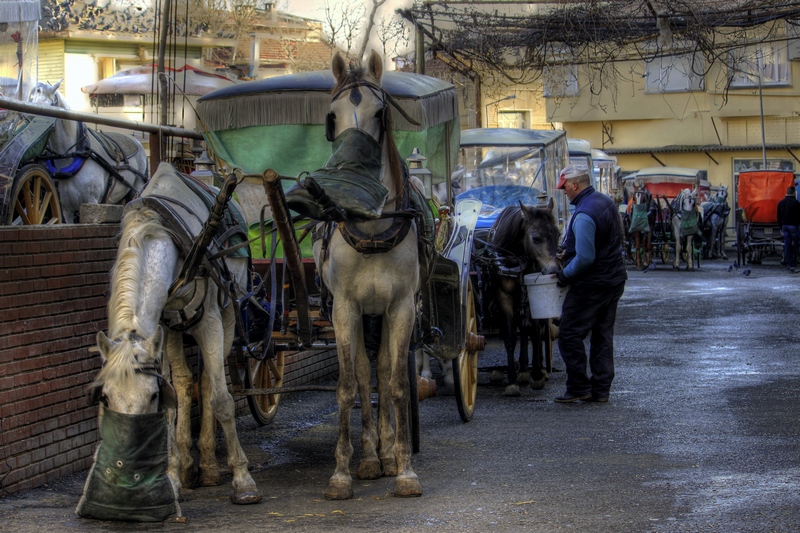 Bykada'nn Atlar