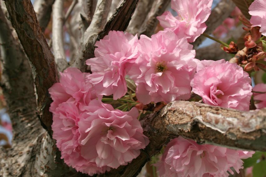 ... inad�na a�an �i�ekler