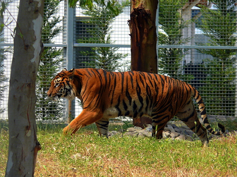 Bengal