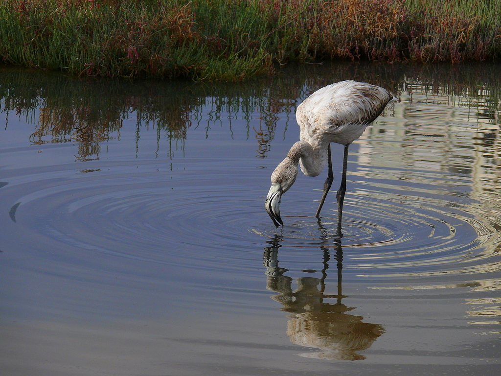 Flamingo