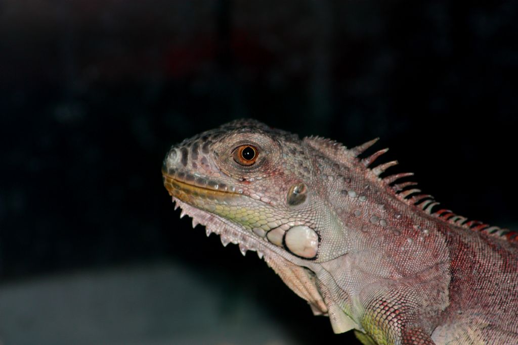 IGUANA