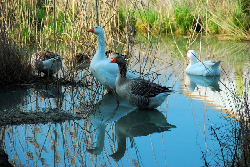 sazl�klar�n aras�nda
