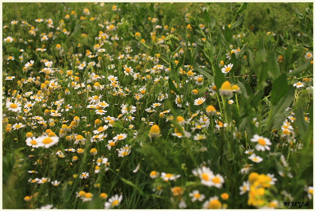 Papatyalar yeniden aramzda... 