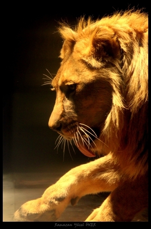 Aslan