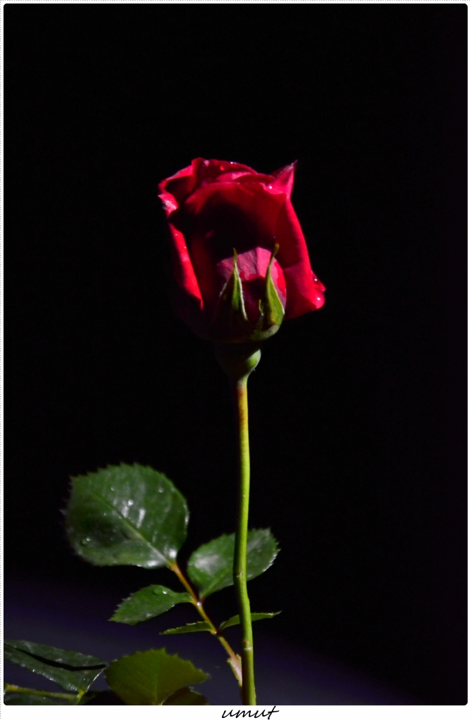 g�l k�rm�z�s�