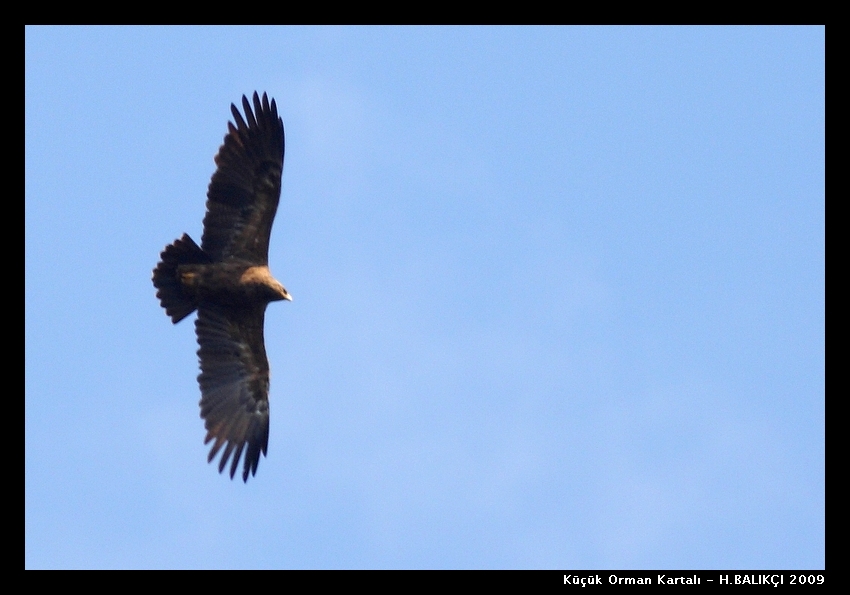 K���k Orman Kartal�