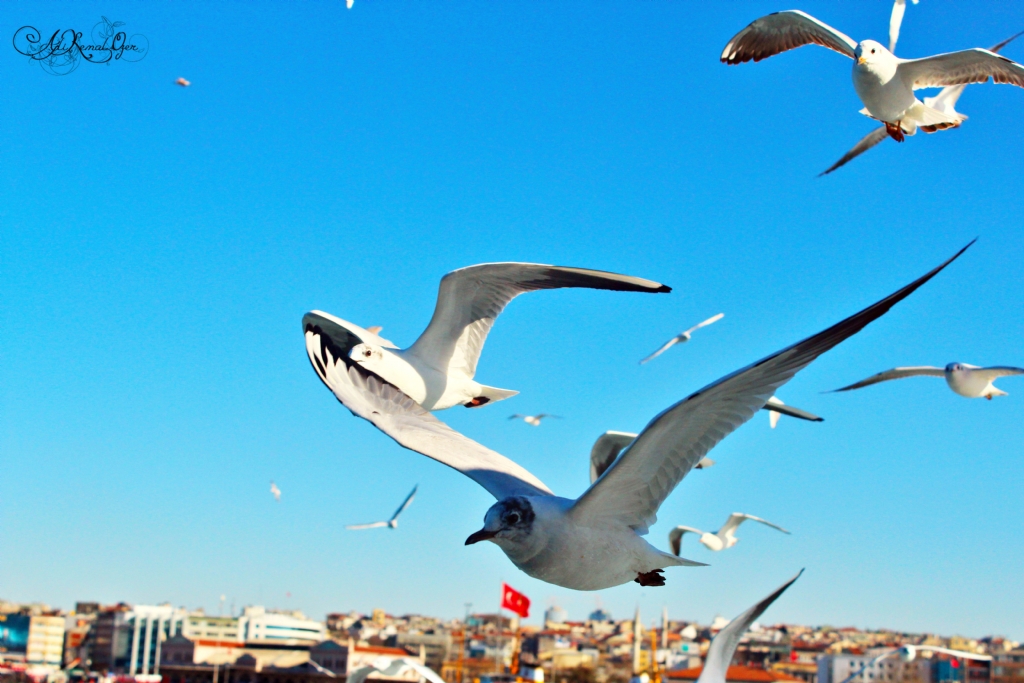 S�z�len Mart�lar...