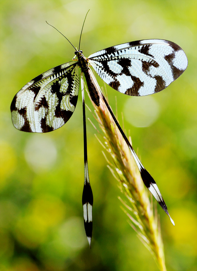 Nemoptera Sinuata