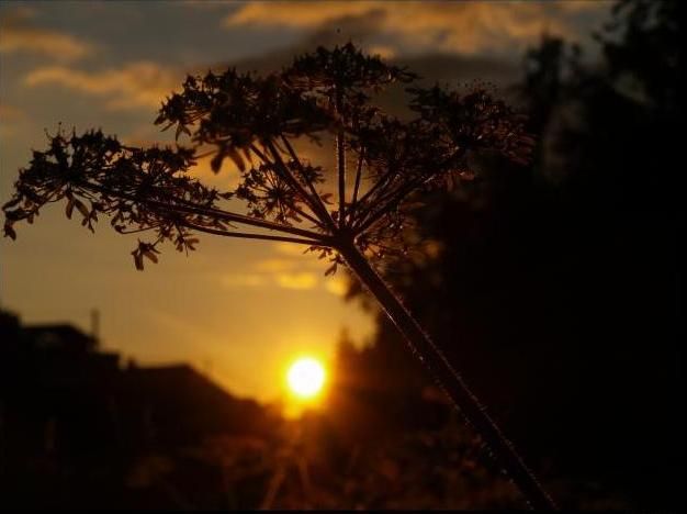 K�z�lca G�ne�