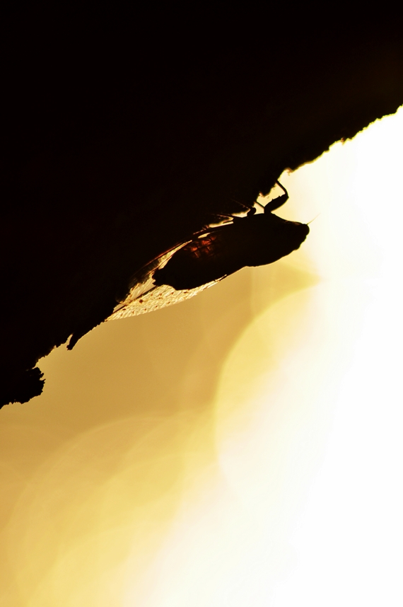 G�nbat�m�ndan Sana