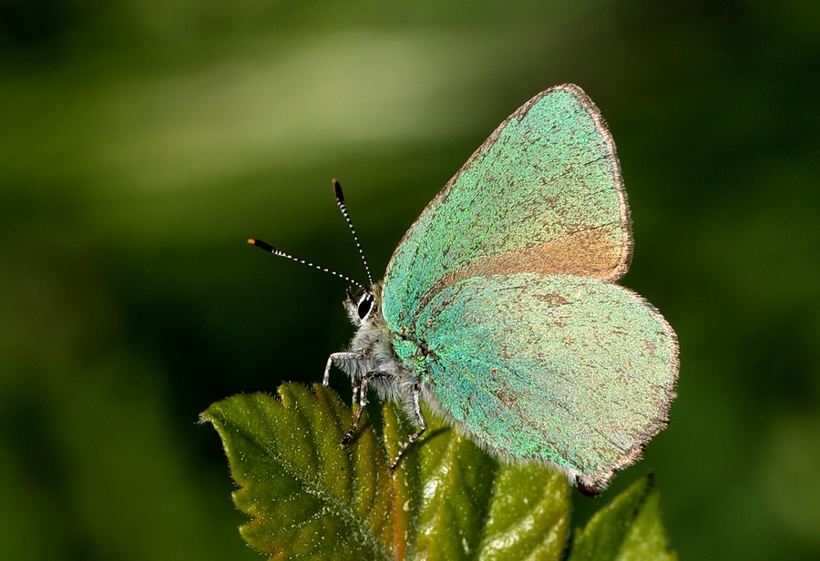 Zmrt ( Callophrys rubi)