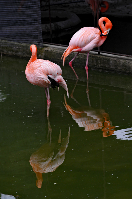 flamingolar ve yansmalar