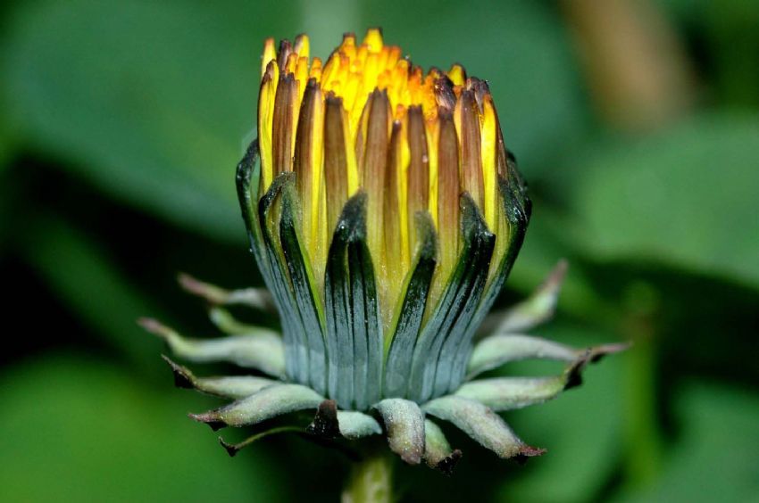 Kara Hindiba Tomurcuu