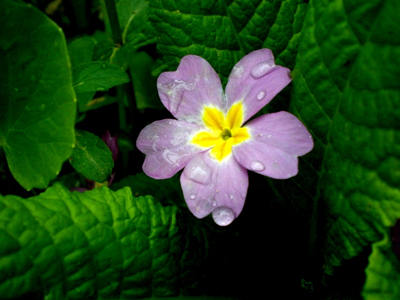 Primula Vulgaris ssp. Sibthorpii (uha iei)