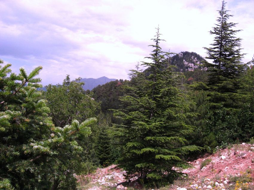 �amlar�n ard�ndan