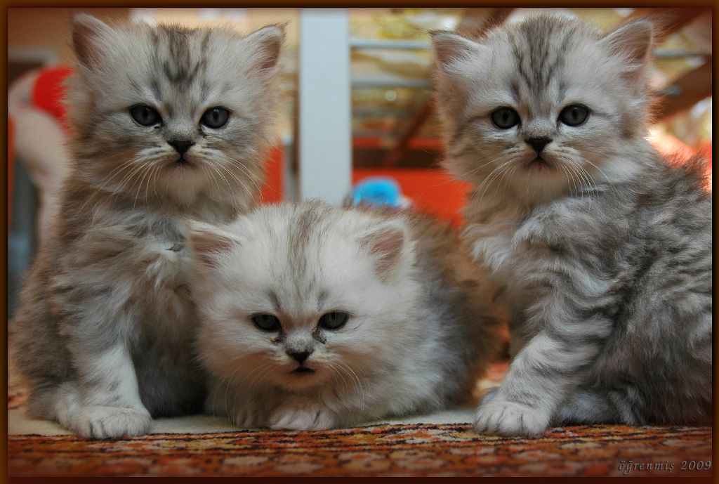 �� Mama��rler...