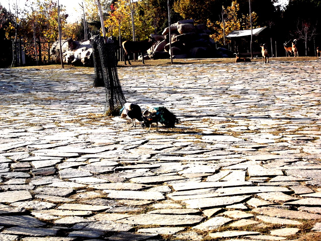 to�us ku�u gezintisi