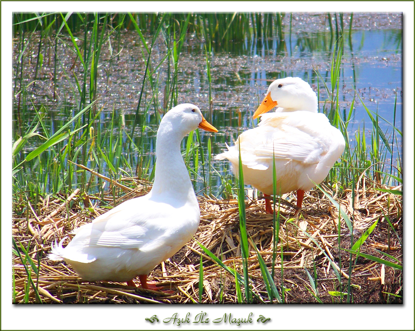 A��k �le Ma�uk