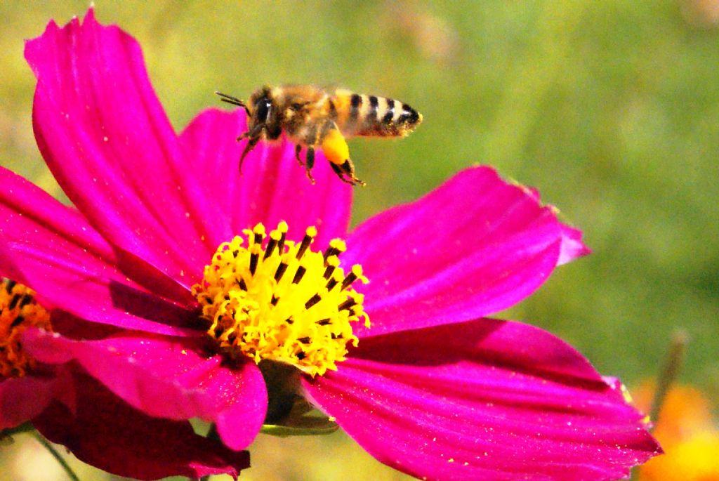 Bal ve polen makinas