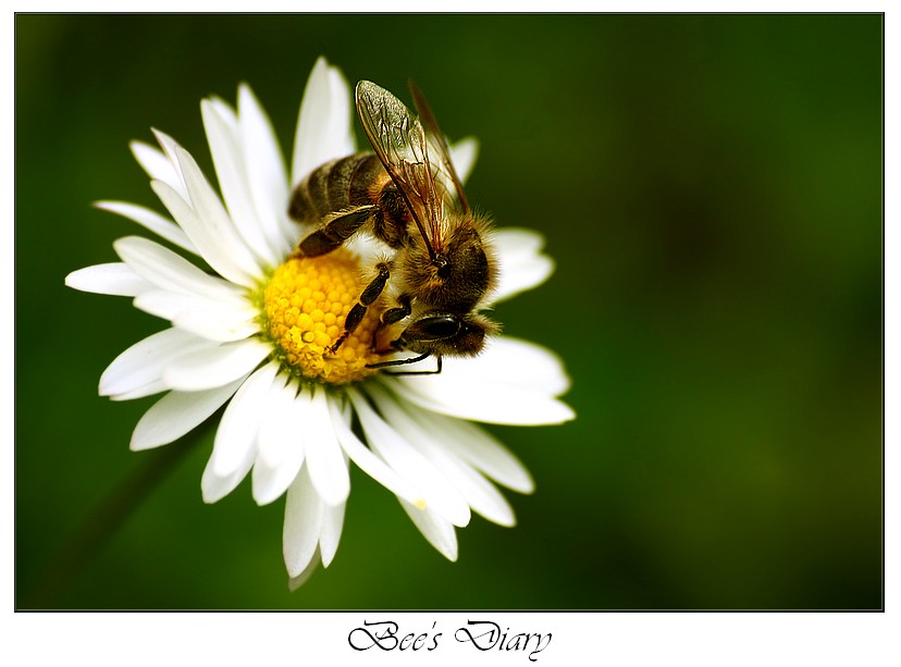 Bee's Diary