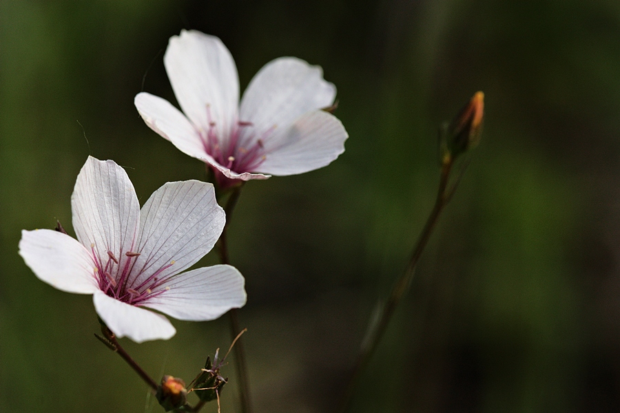 Bari bir iek gndereyim