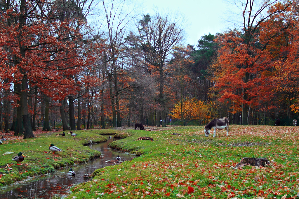 sonbahar, ordekler ve esekler
