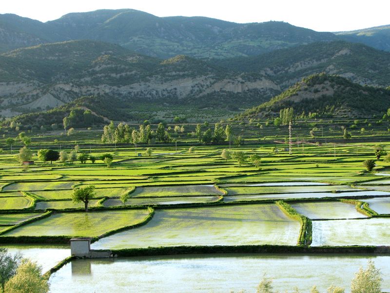 Pirin Tarlalar