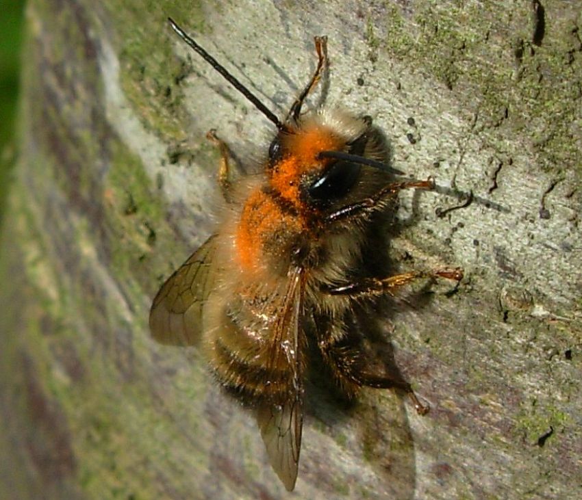 yavru arlardan 1 i si