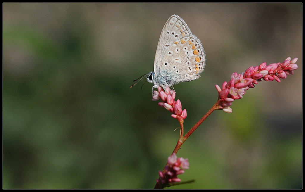 Kelebekler G�zeldir.