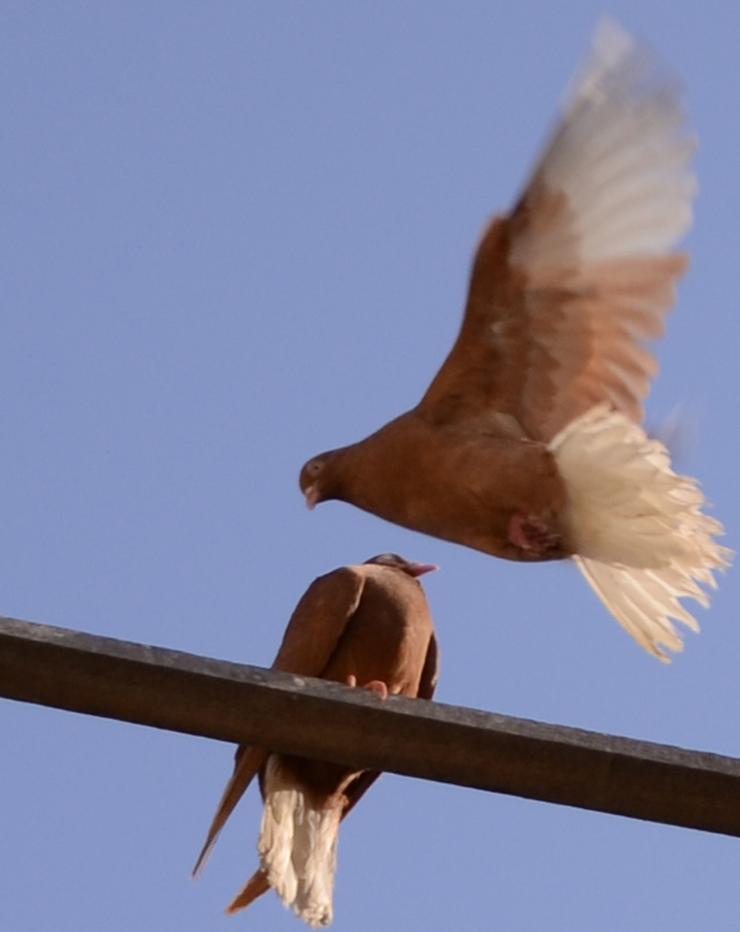 G�vercin u�uverdi