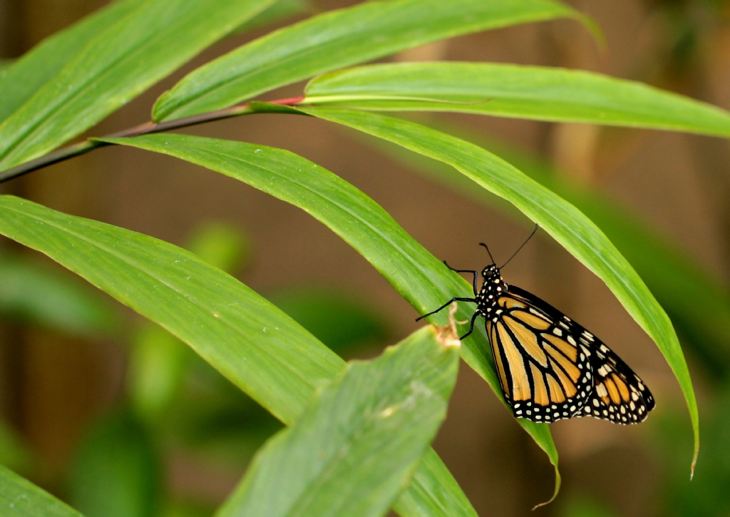 Danaus plexippus