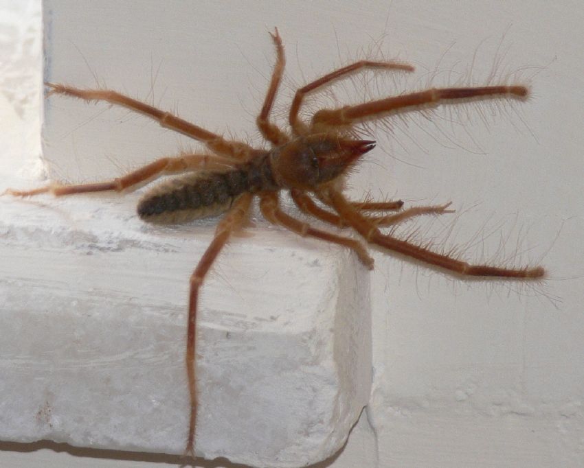 hi byle rmcek grdnzm?