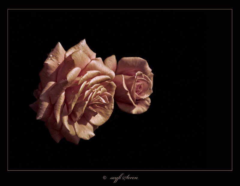 G�l Senin Tenin...