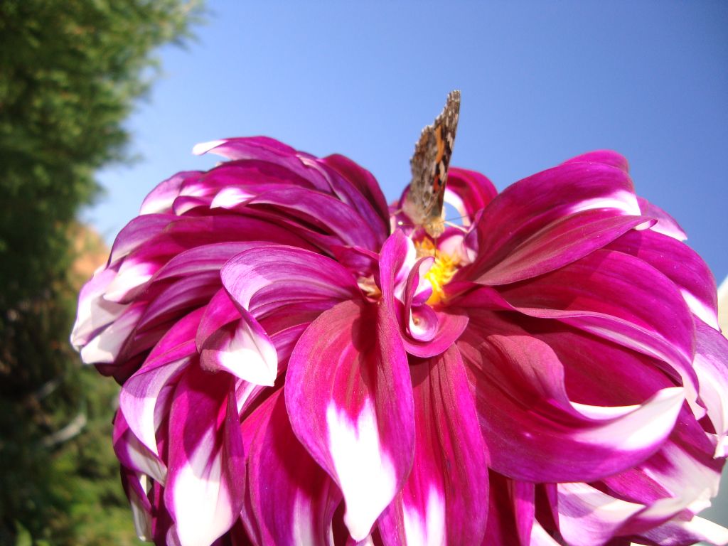 Y�ld�z �i�e�i