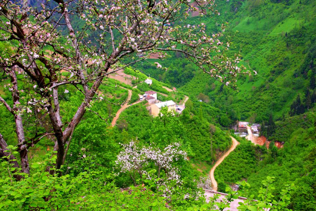 Cennetin Yery�z� �ube�i