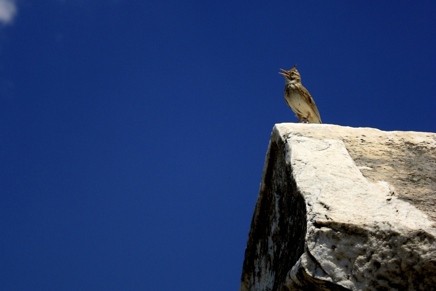 KU YAKALADIM