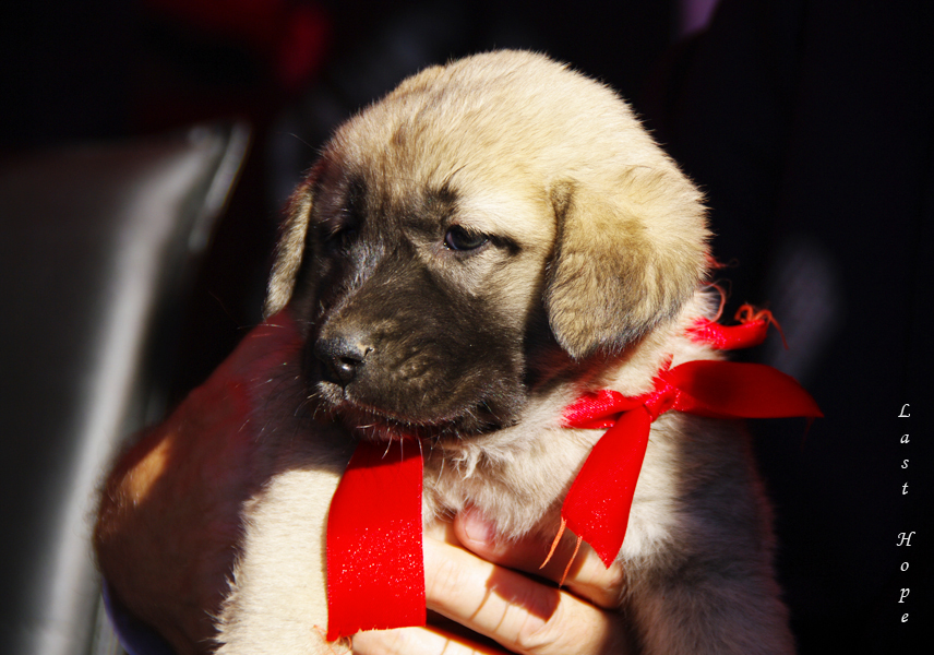 Kangal Kpei