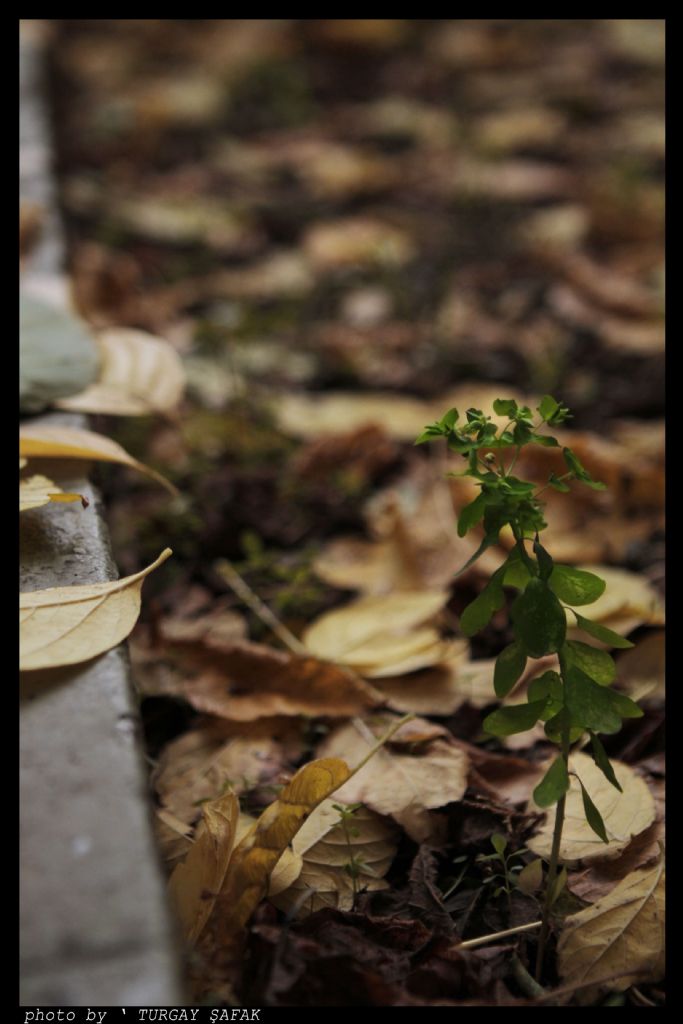 Sonbaharda ' Ye�il '