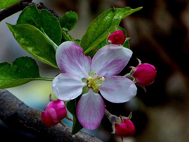 Memleket Hazineleri- ELMA